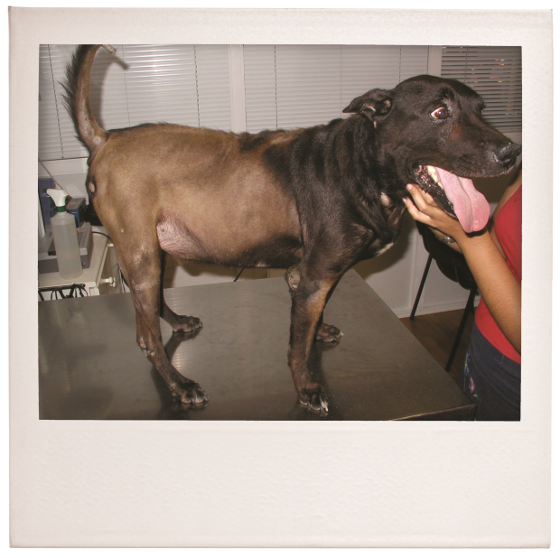 Behandling av Cushings syndrom hos hunder